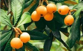 莆田最新爆料摘枇杷,最新爆料带你体验摘果乐趣”  第2张